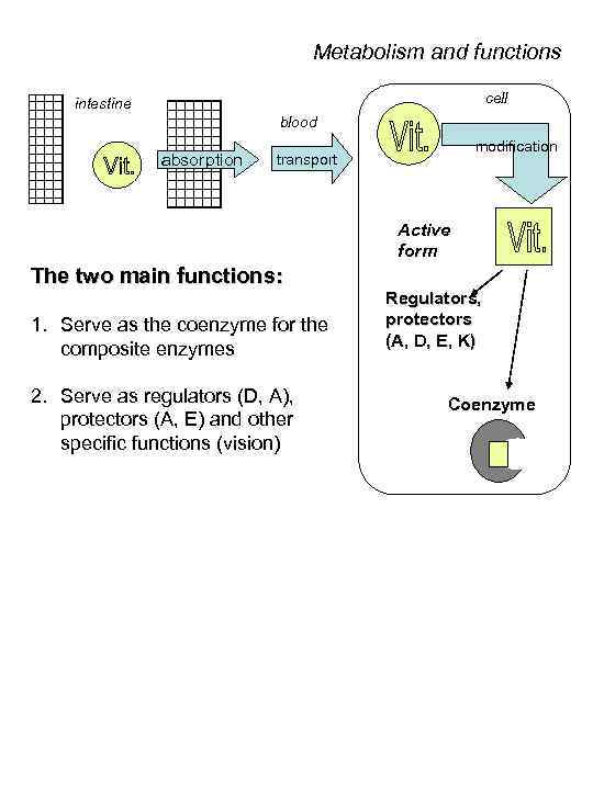 Metabolism and functions cell intestine blood absorption modification transport Active form The two main