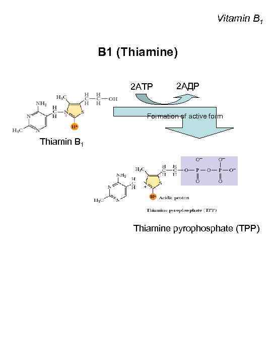 Vitamin B 1 В 1 (Thiamine) 2 АТP 2 АДP Formation of active form