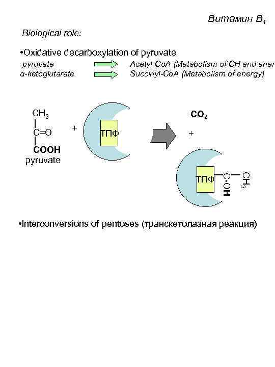 Витамин B 1 Biological role: • Oxidative decarboxylation of pyruvate α-ketoglutarate Acetyl-Co. A (Metabolism