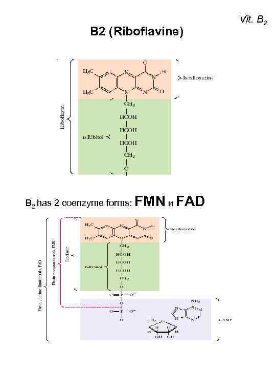 В 2 (Riboflavine) B 2 has 2 coenzyme forms: FMN и FAD Vit. B