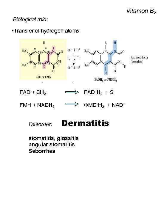 Vitamon B 2 Biological role: • Transfer of hydrogen atoms FАD + SH 2