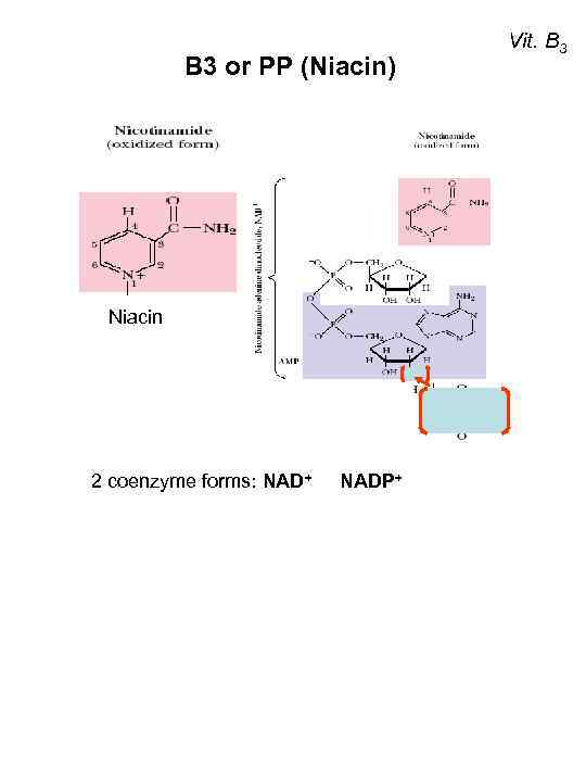 В 3 or РР (Niacin) Niacin 2 coenzyme forms: NAD+ NADP+ Vit. B 3