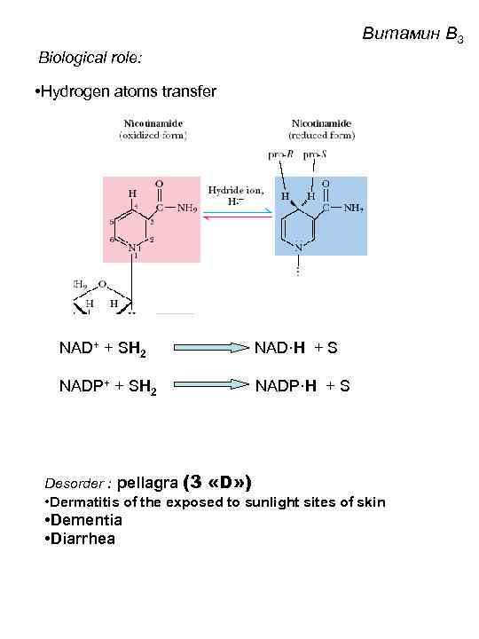 Витамин B 3 Biological role: • Hydrogen atoms transfer NAD+ + SH 2 NAD·H