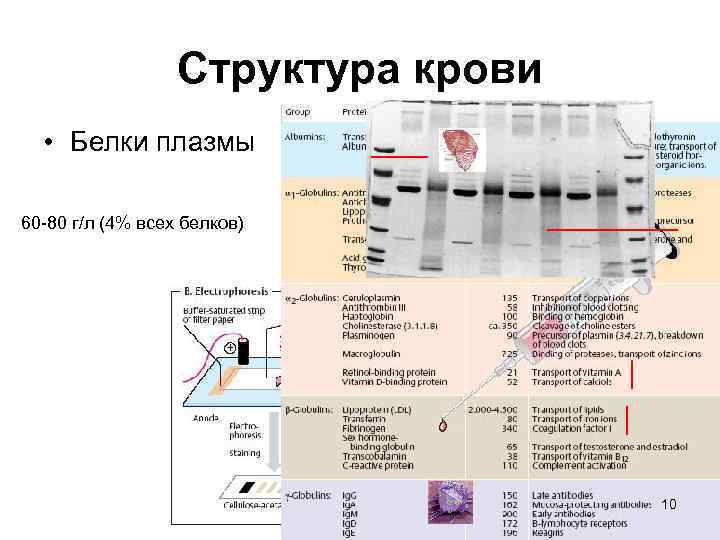 Структура крови • Белки плазмы 60 -80 г/л (4% всех белков) 10 