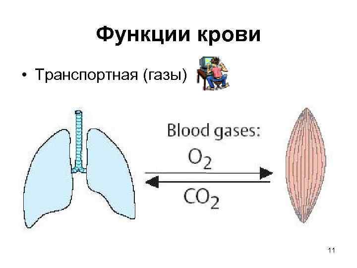 Функции крови • Транспортная (газы) 11 