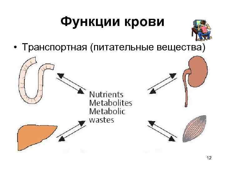 Функции крови • Транспортная (питательные вещества) 12 