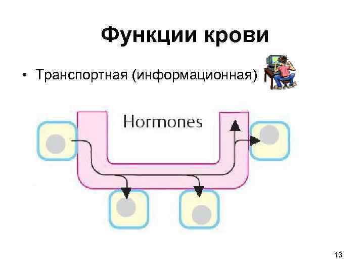 Функции крови • Транспортная (информационная) 13 