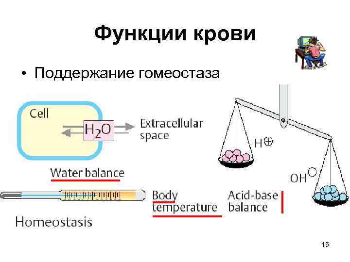 Поддержание гомеостаза кровью. Роль крови в поддержании гомеостаза. Роль крови в поддержании гомеостаза физиология. Гомеостаз биохимия. Гомеостаз функции крови.