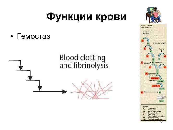 Функции крови • Гемостаз 16 
