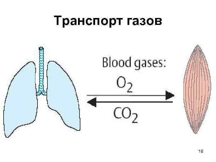 Транспорт газов 18 