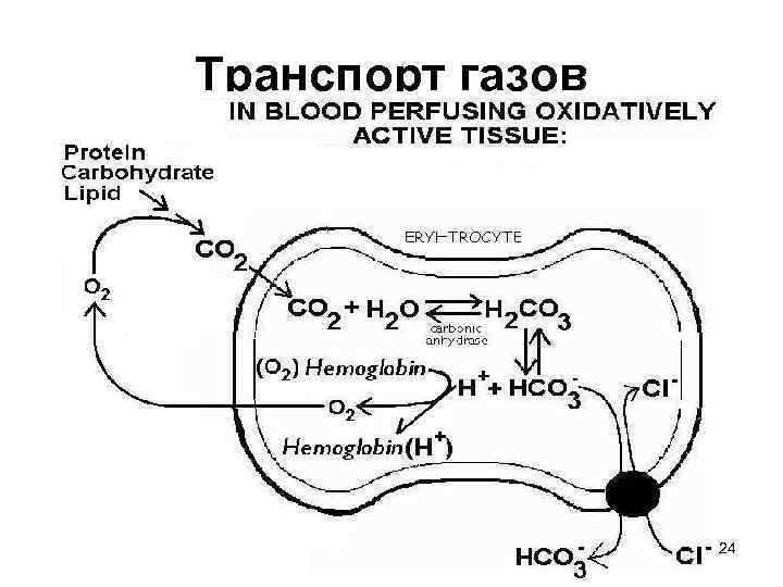 Транспорт газов 24 