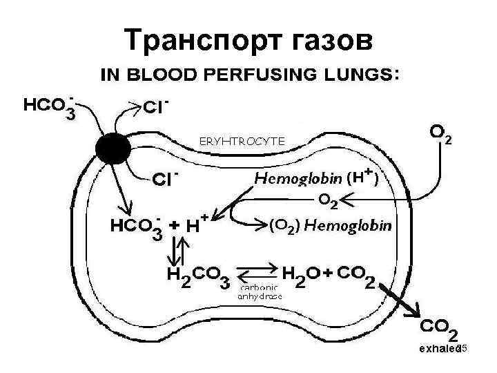 Транспорт газов 25 