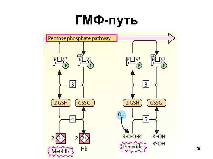 ГМФ-путь 28 