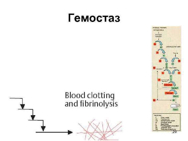 Гемостаз 29 