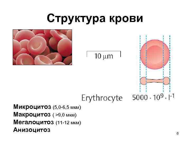 Структура крови Микроцитоз (5, 0 -6, 5 мкм) Макроцитоз ( >9, 0 мкм) Мегалоцитоз