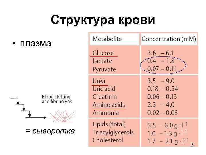 Структура крови • плазма = сыворотка 8 