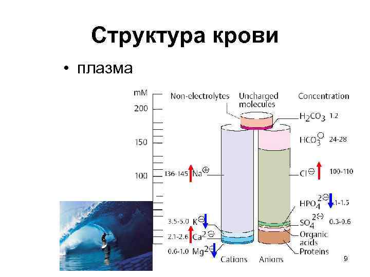 Структура крови • плазма 9 