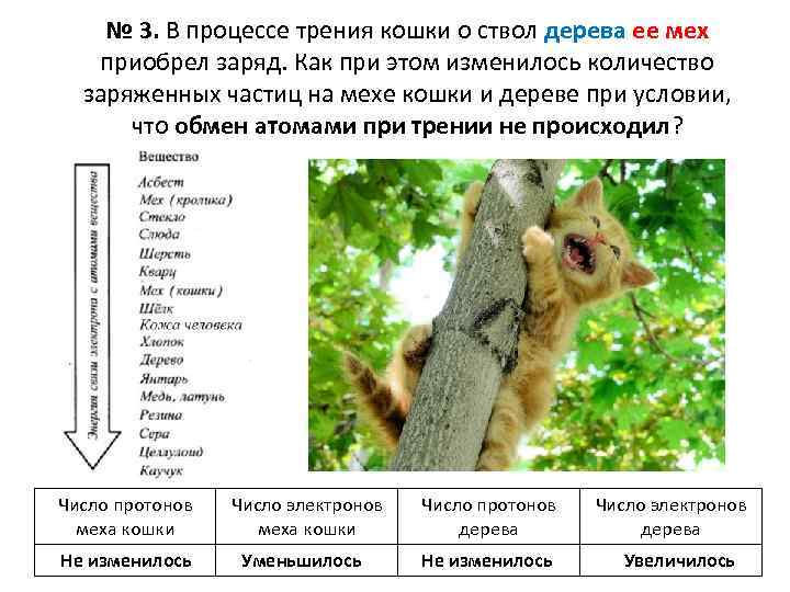 № 3. В процессе трения кошки о ствол дерева ее мех приобрел заряд. Как