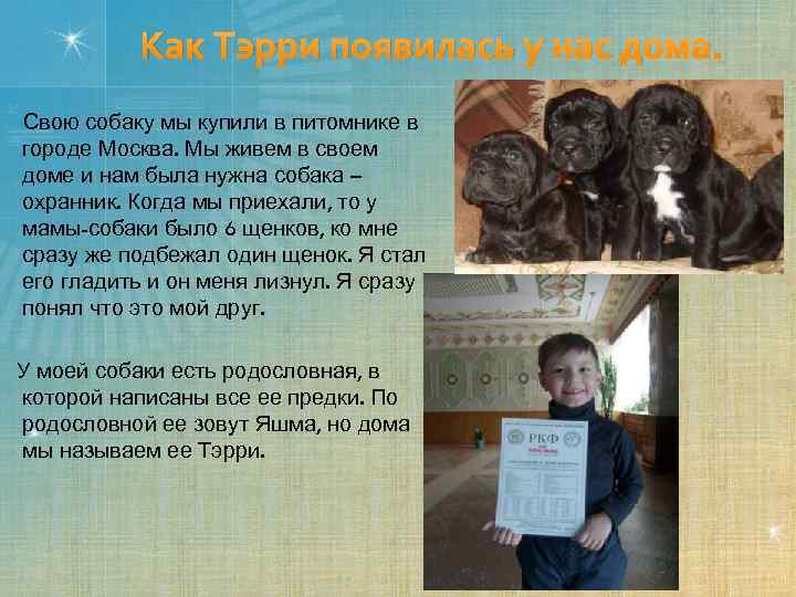 Как Тэрри появилась у нас дома. Свою собаку мы купили в питомнике в городе
