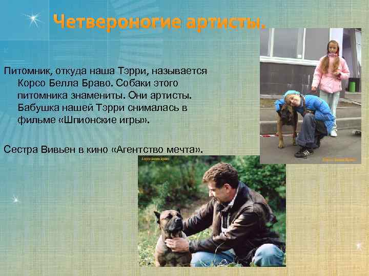 Четвероногие артисты. Питомник, откуда наша Тэрри, называется Корсо Белла Браво. Собаки этого питомника знамениты.