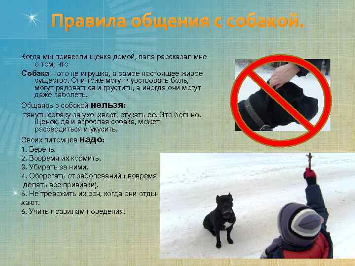 Правила общения с собакой. Когда мы привезли щенка домой, папа рассказал мне о том,