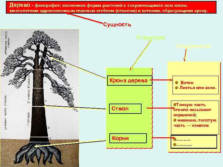 Дерево - фанерофит; жизненная форма растений с сохраняющимся всю жизнь многолетним одревесненным главным стеблем