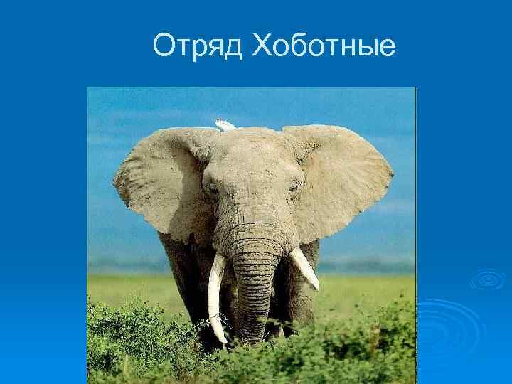 Биология 7 класс хоботные презентация