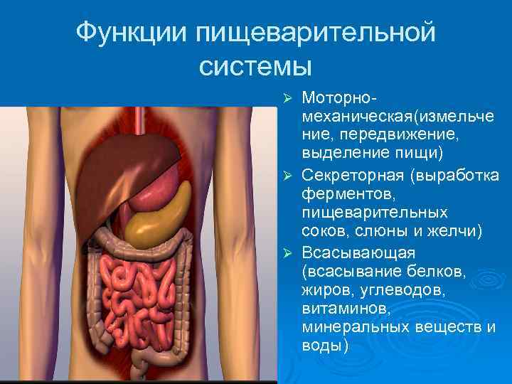 Пищеварительная система функции