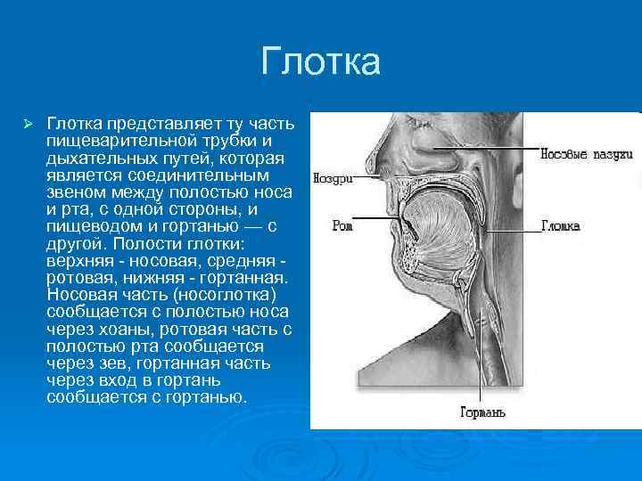 Глотка Ø Глотка представляет ту часть пищеварительной трубки и дыхательных путей, которая является соединительным