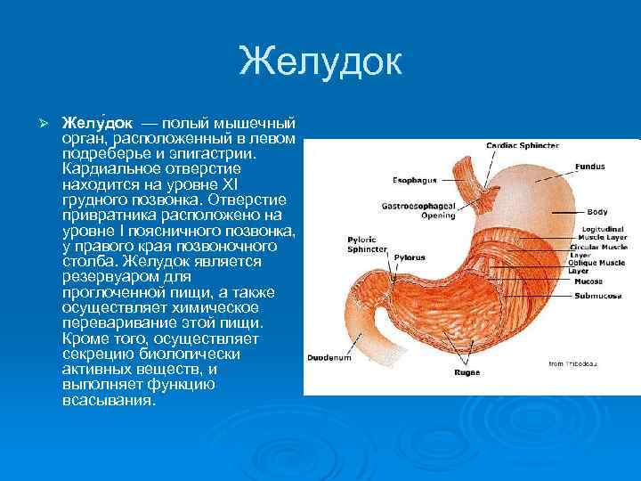 Желудок Ø Желу док — полый мышечный орган, расположенный в левом подреберье и эпигастрии.