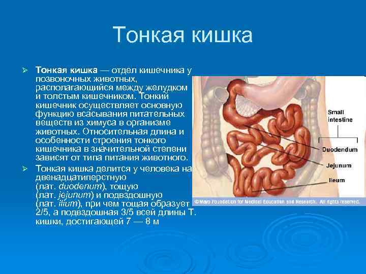 Тонкий кишечник особенности функции. Тонкая кишка кишка строение. Анатомия Толстого отдела кишечника животных. Тонкая кишка отделы строение. Тонкий кишечник анатомия КРС.