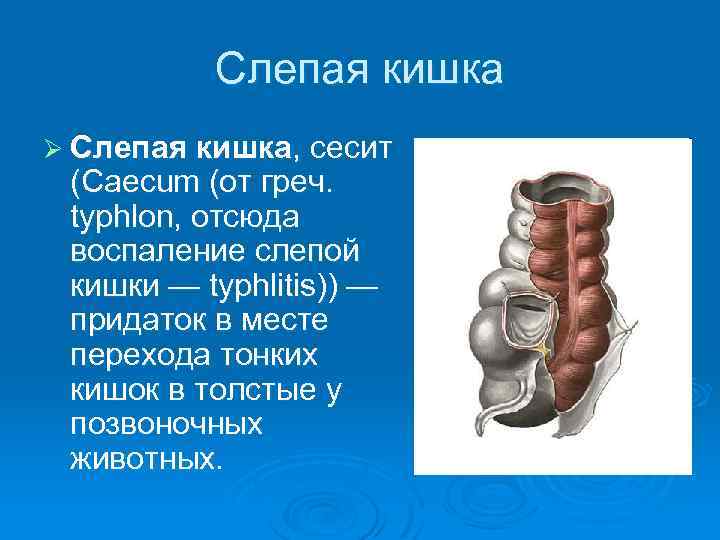 Проекция слепой кишки