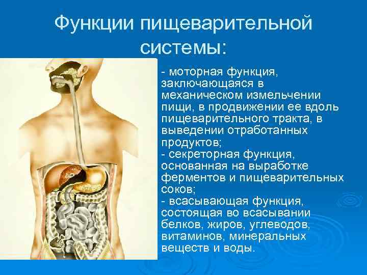 Функции пищеварения. Функции пищеварительной системы. Механическая функция пищеварительной системы. Моторная функция пищеварительной системы. Функции пищеварительной системы моторная механическая.