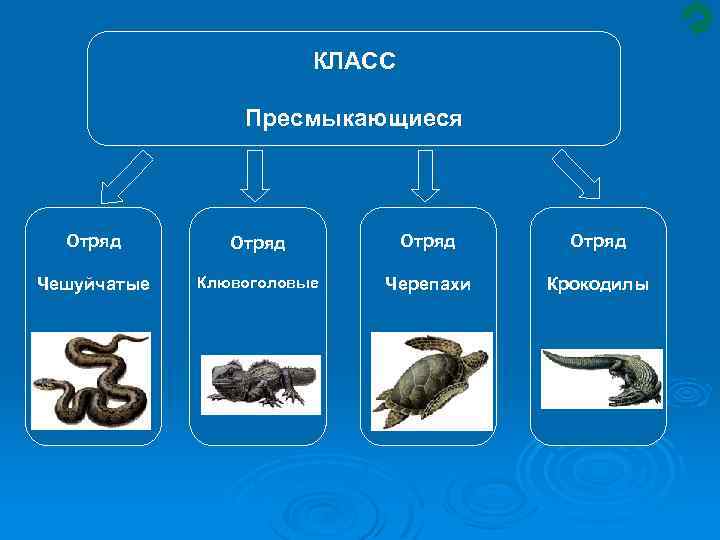 Интеллект карта по биологии 7 класс пресмыкающиеся