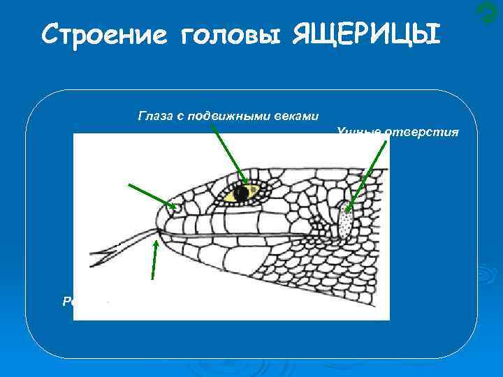 Строение головы ЯЩЕРИЦЫ Глаза с подвижными веками Ушные отверстия Ноздри Рот с раздвоенным языком