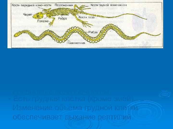 - Полностью окостеневший скелет. - Отделы позвоночника: шейный, грудной, поясничный, крестцовый, хвостовой. - Скелет