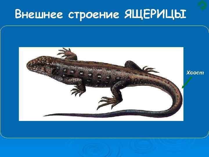 Внешнее строение ящерицы рисунок