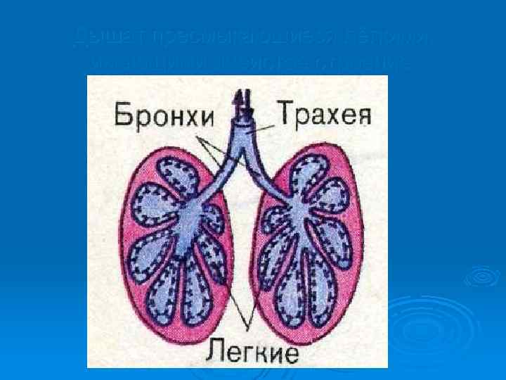 Имеет легкое