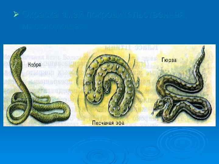 Ø Окраска змей покровительственная, маскирующая. 