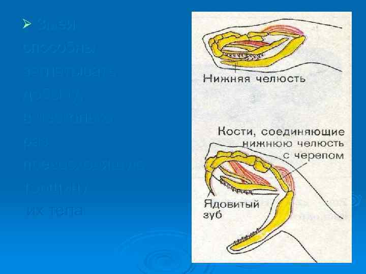 Ø Змеи способны заглатывать добычу, в несколько раз превосходящую толщину их тела. 