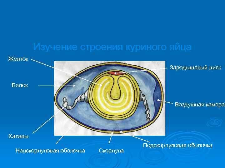 Воздушная камера