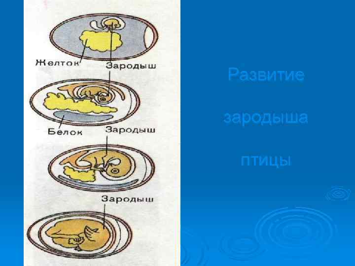 Развитие зародыша птицы 