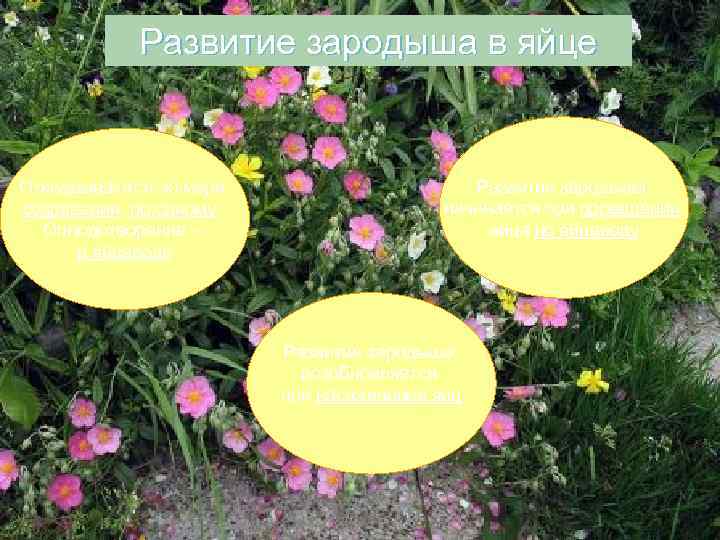 Развитие зародыша в яйце Откладываются по мере созревания, по одному. Оплодотворение – в яйцеводе