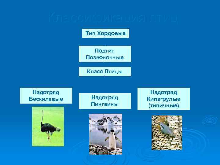 Заполните схему классификация птиц