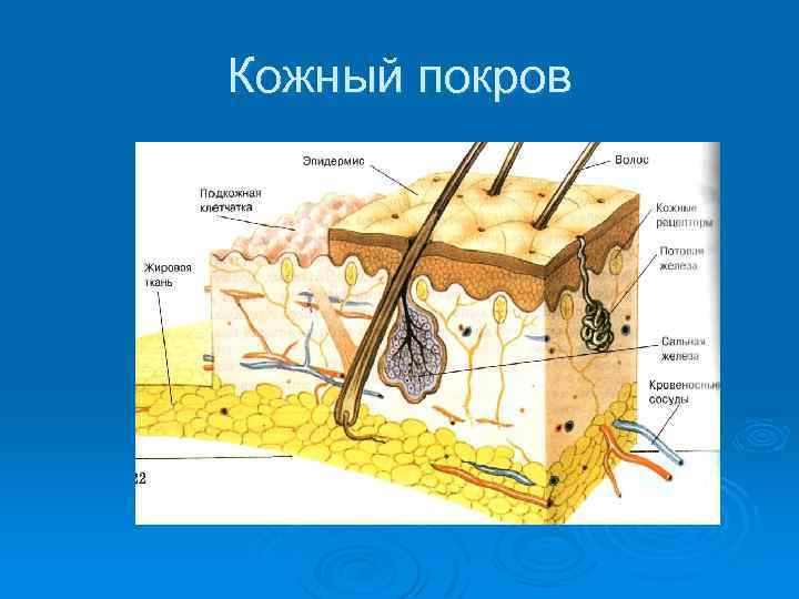 Кожный покров 