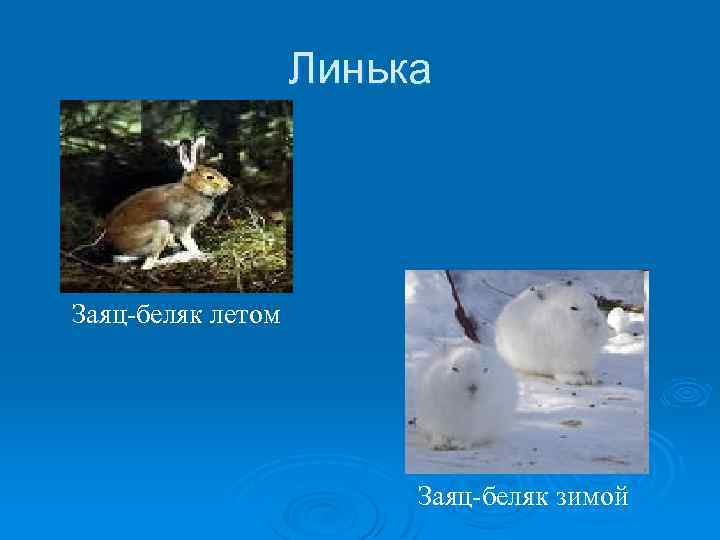 Линька Заяц-беляк летом Заяц-беляк зимой 