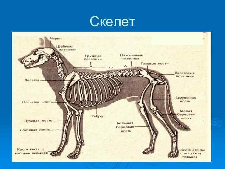 Скелет 