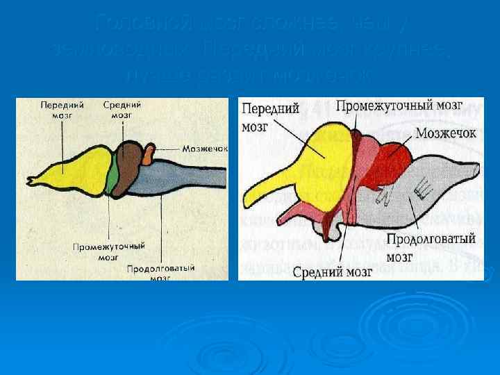 Головной мозг сложнее, чем у земноводных. Передний мозг крупнее, лучше развит мозжечок. 