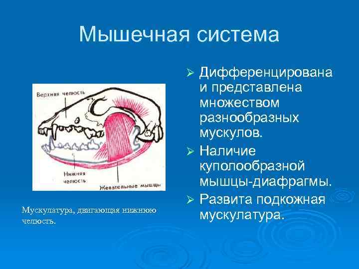 Мышечная система Дифференцирована и представлена множеством разнообразных мускулов. Ø Наличие куполообразной мышцы-диафрагмы. Ø Развита