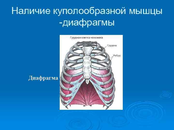 Наличие куполообразной мышцы -диафрагмы Диафрагма 